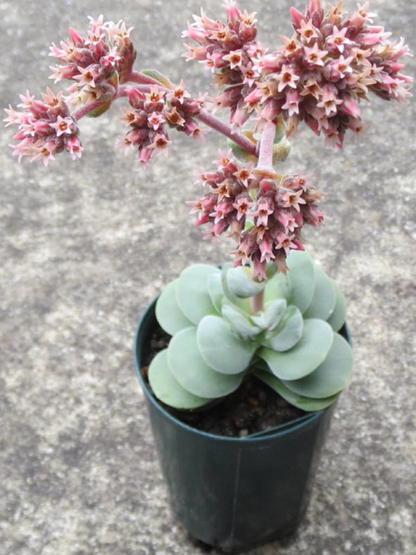 Crassula 'Alice Herbert'