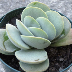 Crassula 'Alice Herbert' - World of Succulents