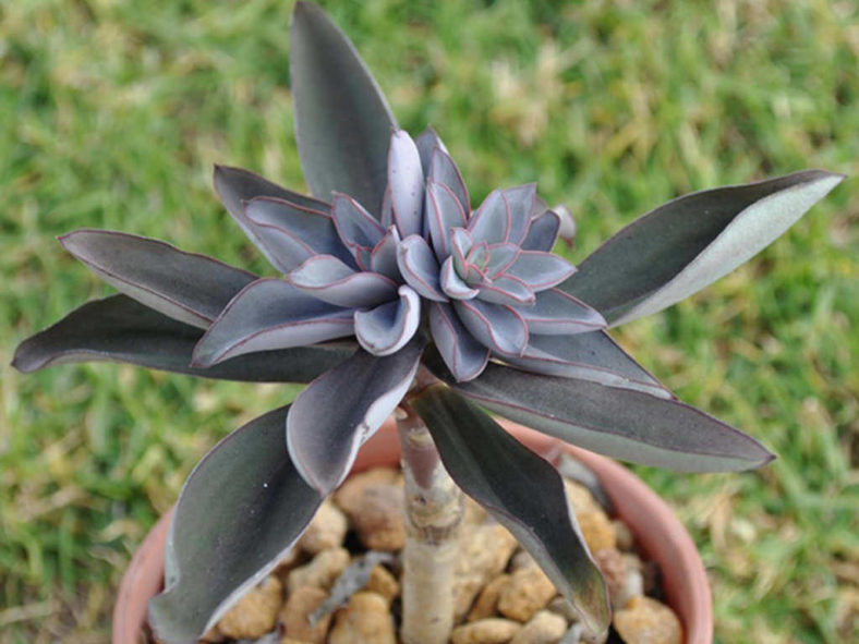 Echeveria penduliflora