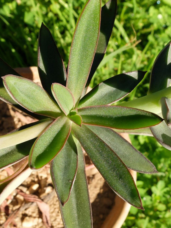 Echeveria penduliflora