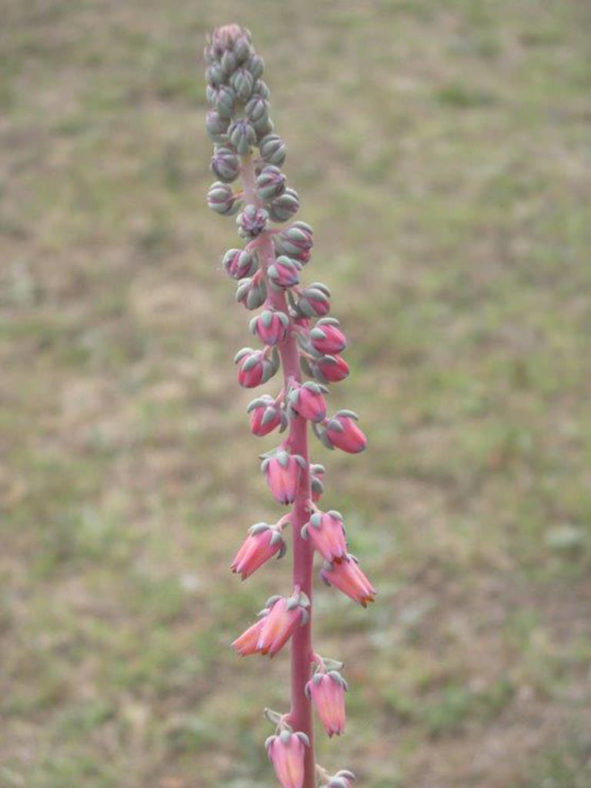 Echeveria penduliflora