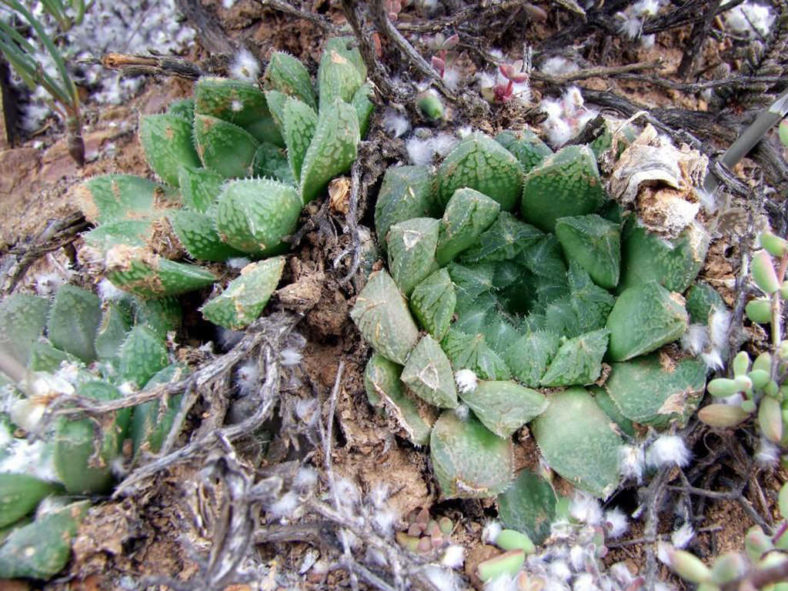 Haworthia nortieri var. globosiflora