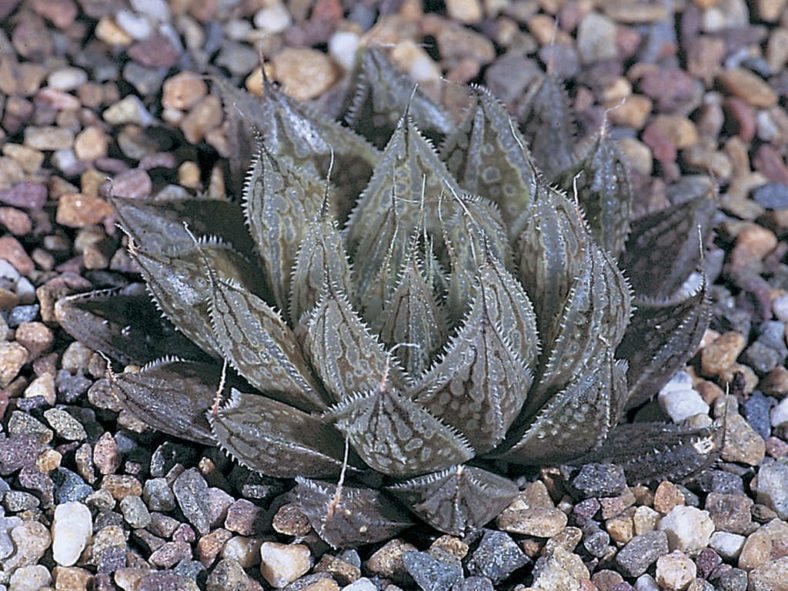 Haworthia nortieri var. globosiflora