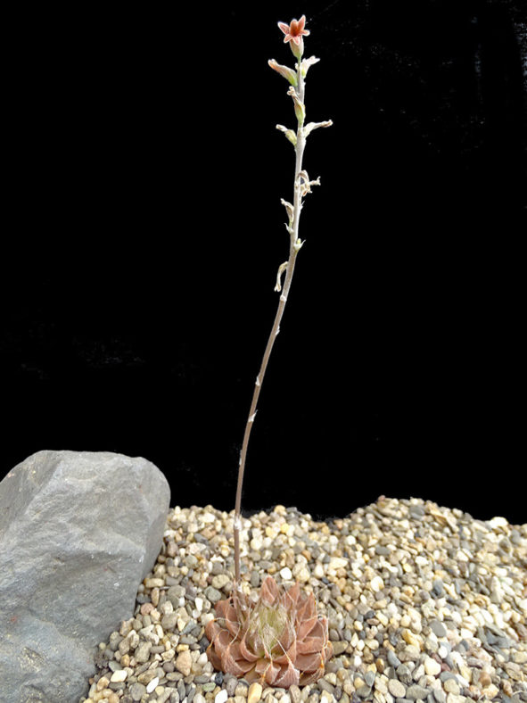 Haworthia nortieri var. globosiflora