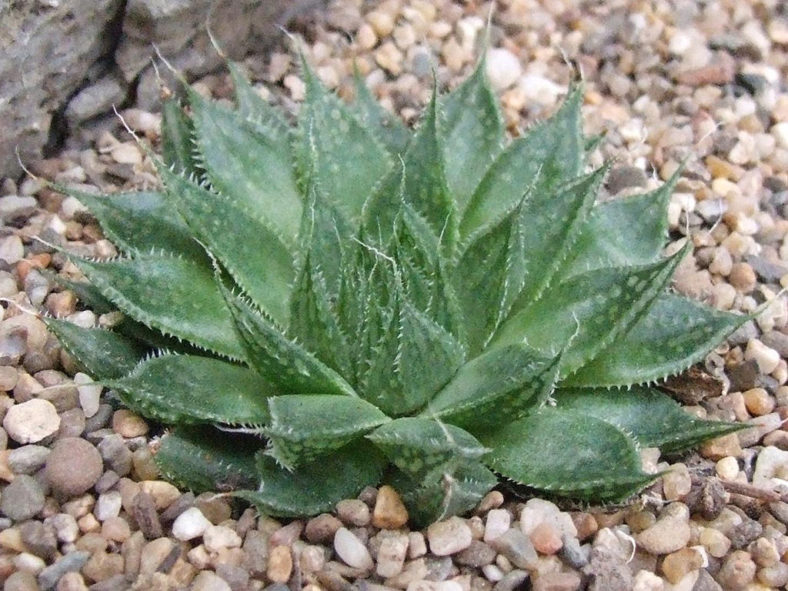 Haworthia nortieri var. globosiflora