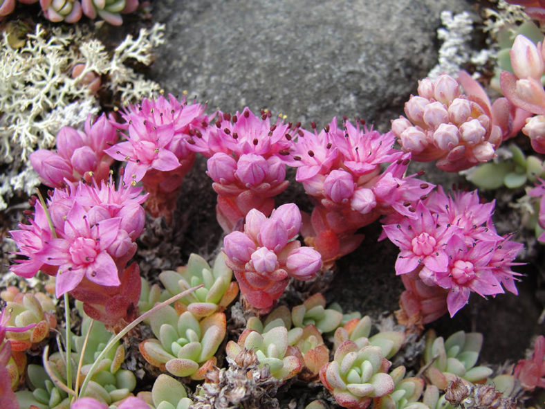 Hylotelephium cyaneum (Azure Stonecrop) aka Sedum cyaneum