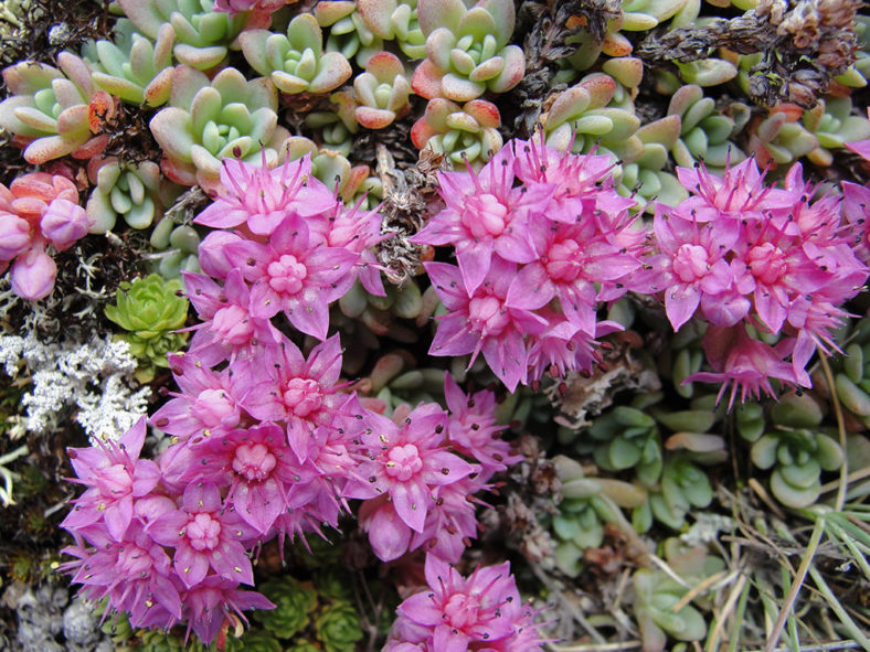 Hylotelephium cyaneum (Azure Stonecrop) aka Sedum cyaneum