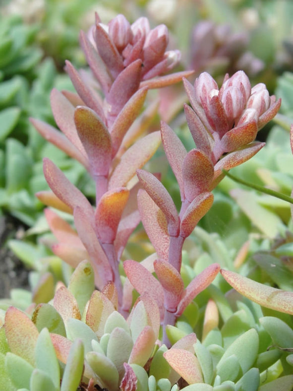 Hylotelephium cyaneum (Azure Stonecrop) aka Sedum cyaneum