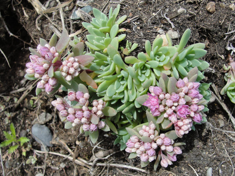 Hylotelephium cyaneum (Azure Stonecrop) aka Sedum cyaneum