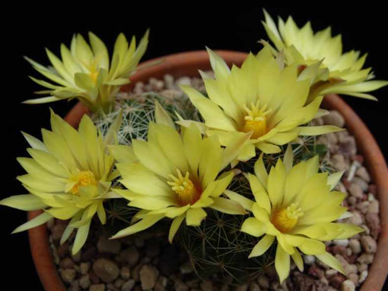 Mammillaria sphaerica (Longmamma Nipple Cactus)