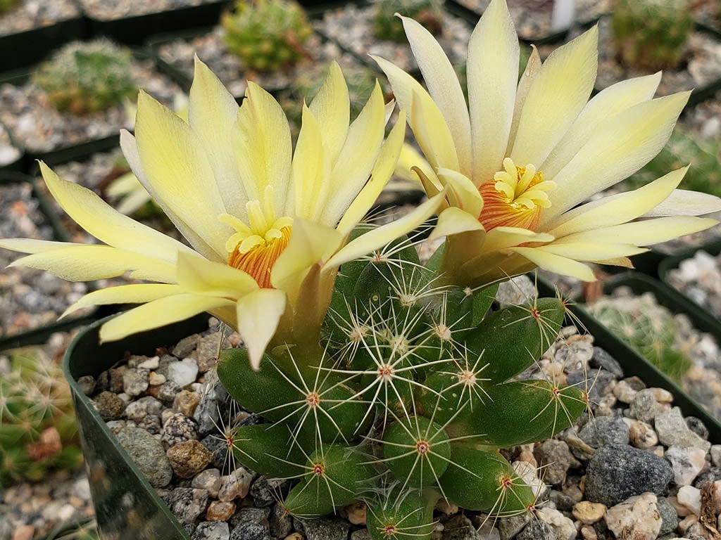 Mammillaria sphaerica (Longmamma Nipple Cactus)