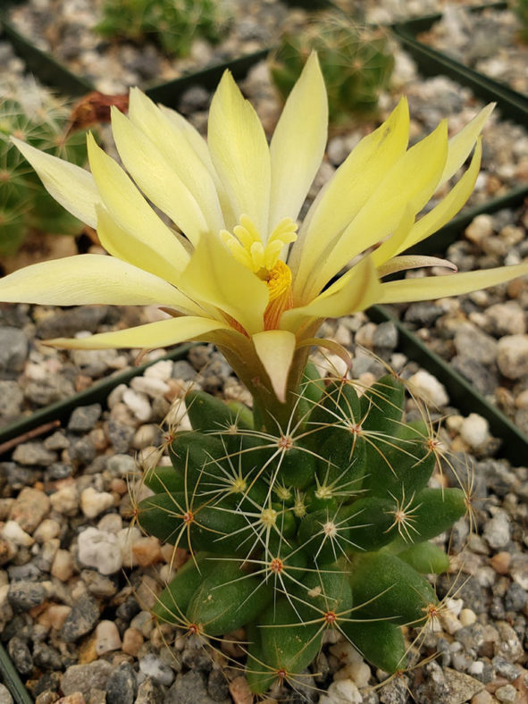 Mammillaria sphaerica (Longmamma Nipple Cactus)