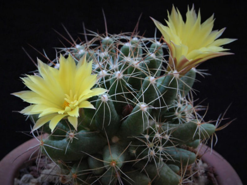 Mammillaria sphaerica (Longmamma Nipple Cactus)