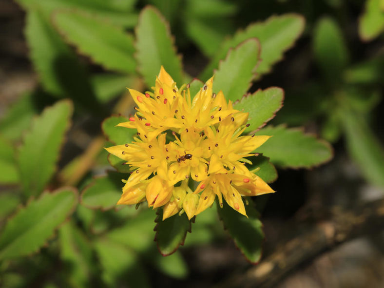 Phedimus sichotensis aka Sedum sichotense