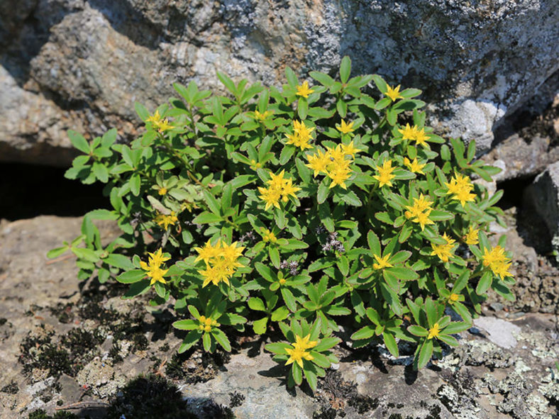 Phedimus sichotensis aka Sedum sichotense