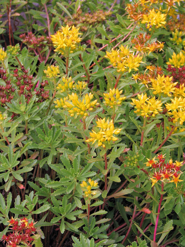 Phedimus sichotensis aka Sedum sichotense