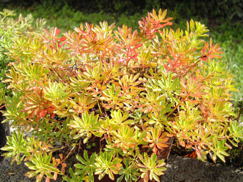 Phedimus sichotensis aka Sedum sichotense