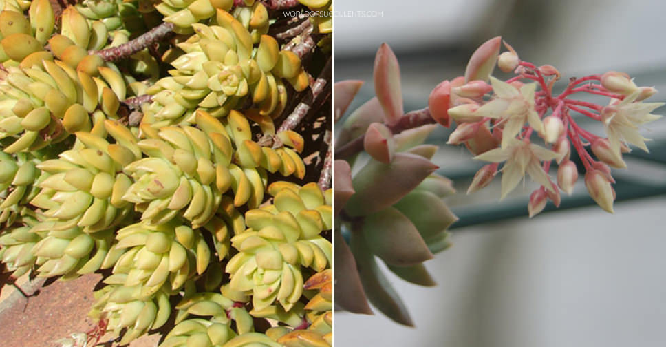 Sedum 'Golden Glow' - World of Succulents