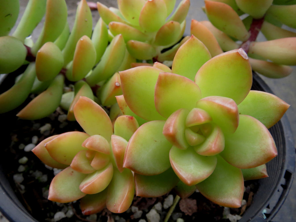 Sedum 'Golden Glow'