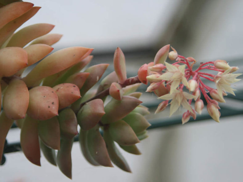 Sedum 'Golden Glow'