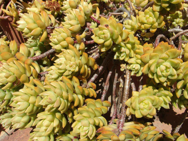 Sedum 'Golden Glow'