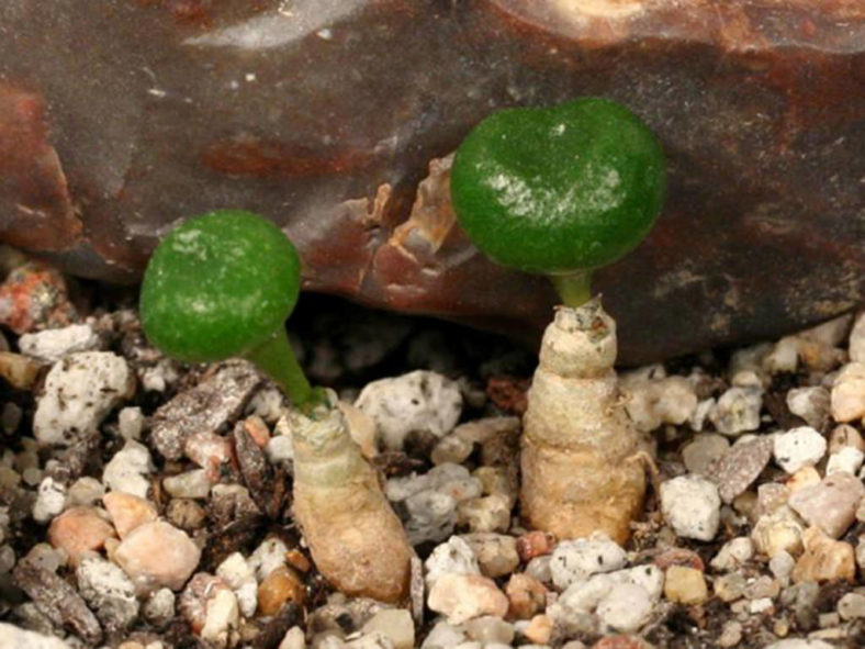 Tylecodon opelii