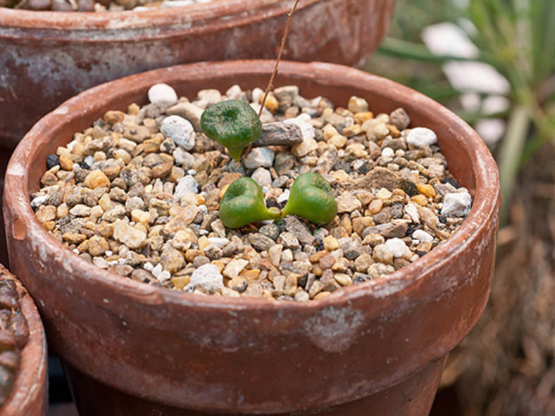 Tylecodon opelii