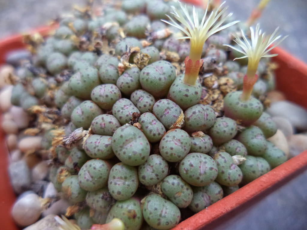 Conophytum uviforme