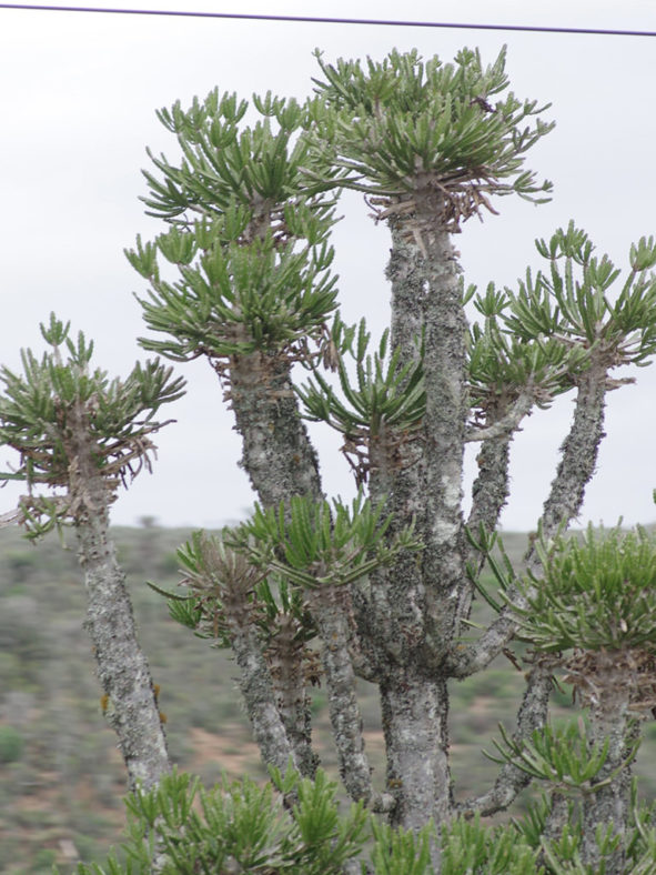 Euphorbia grandidens (Valleybush Euphorbia)