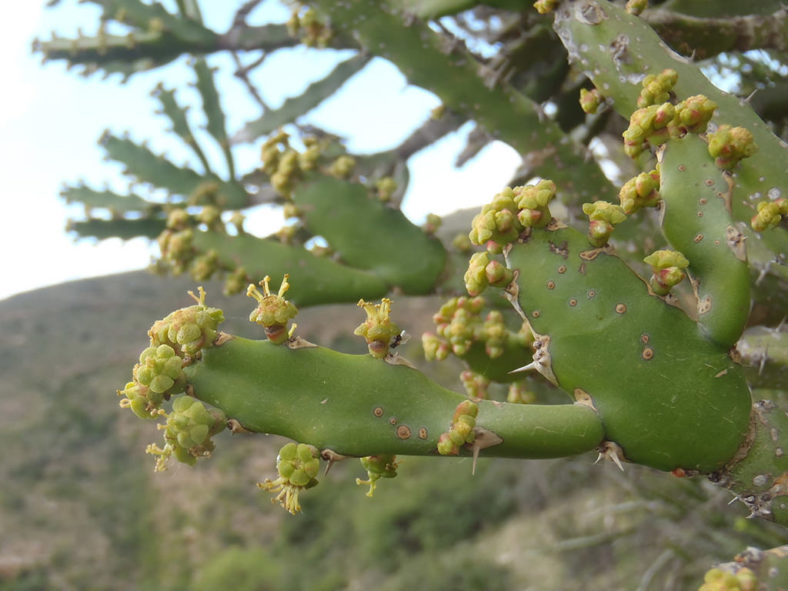 Euphorbia grandidens (Valleybush Euphorbia)