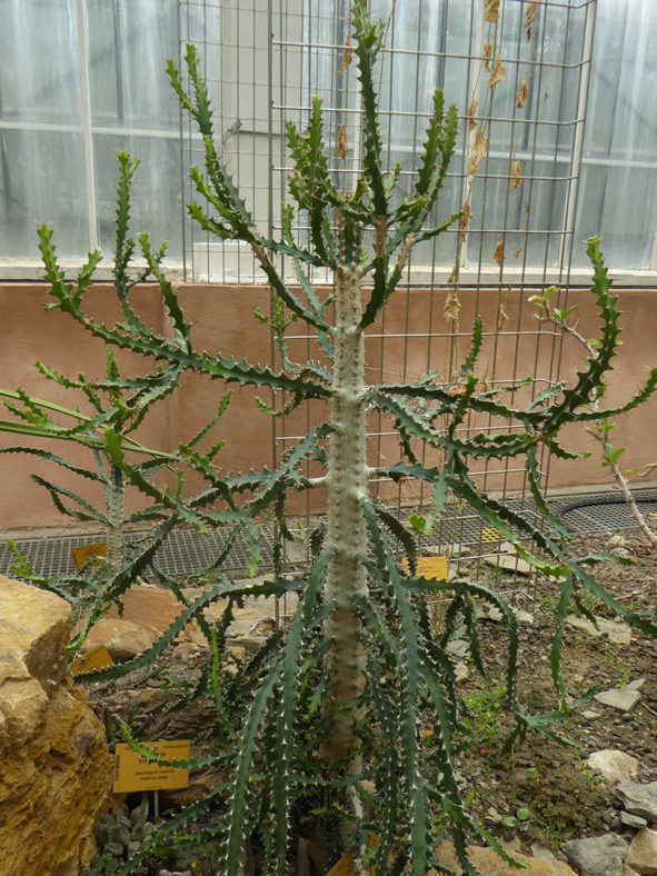 Euphorbia grandidens (Valleybush Euphorbia)