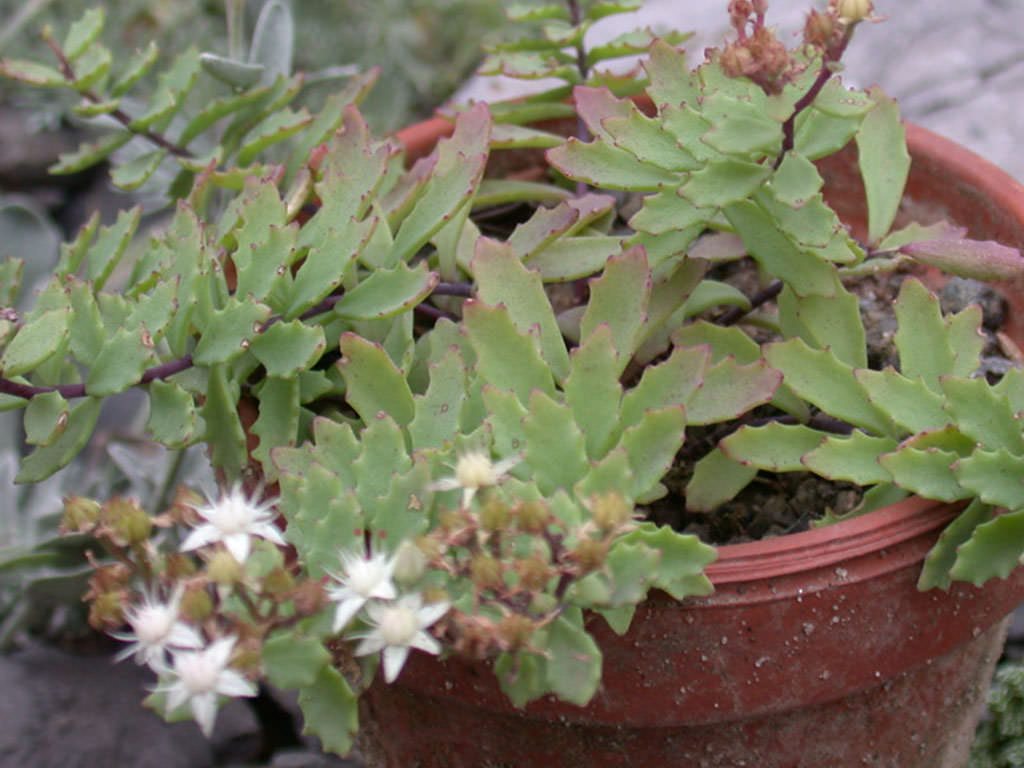 Hylotelephium tatarinowii aka Sedum tatarinowii