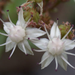 Hylotelephium tatarinowii aka Sedum tatarinowii