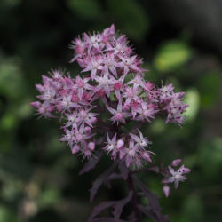 Hylotelephium tatarinowii aka Sedum tatarinowii