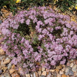 Hylotelephium tatarinowii aka Sedum tatarinowii