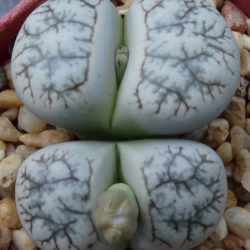 Lithops werneri (Living Stones)
