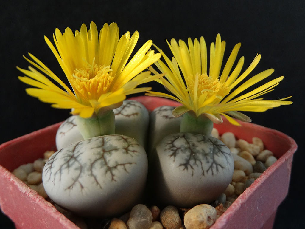 Lithops werneri (Living Stones)