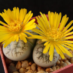 Lithops werneri (Living Stones)