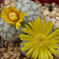 Lithops werneri (Living Stones)