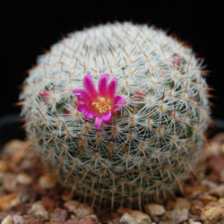 Mammillaria halbingeri