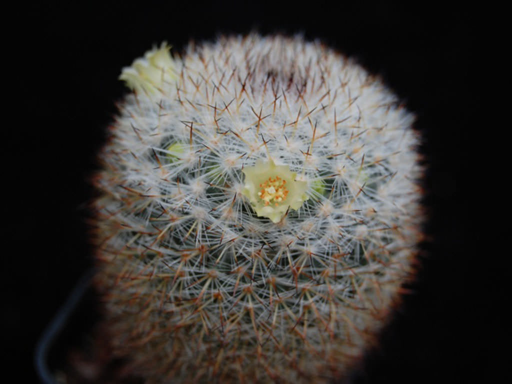 Mammillaria halbingeri