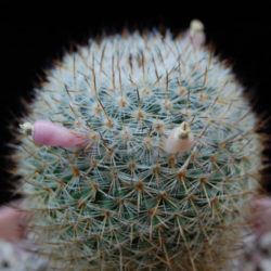 Mammillaria halbingeri