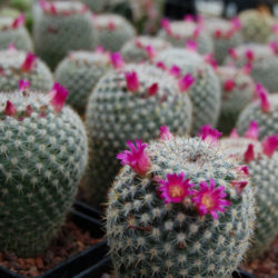 Mammillaria halbingeri