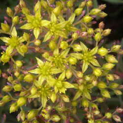 Phedimus middendorfianus f. striatus aka Sedum middendorffianum f. striatum