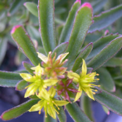 Phedimus middendorfianus f. striatus aka Sedum middendorffianum f. striatum