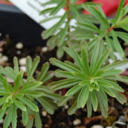 Phedimus middendorfianus f. striatus aka Sedum middendorffianum f. striatum