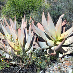 Aloe komaggasensis (Komaggas Coral Aloe) aka Aloe striata subsp. komaggasensis