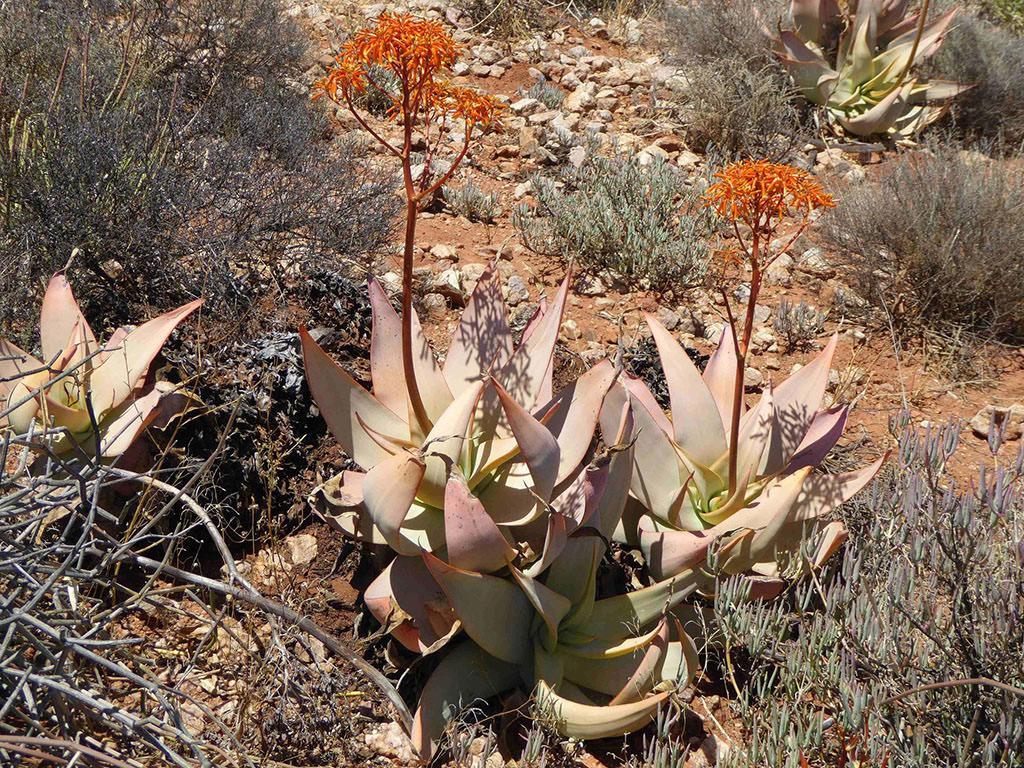 Aloe komaggasensis (Komaggas Coral Aloe) aka Aloe striata subsp. komaggasensis