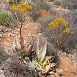 Aloe komaggasensis (Komaggas Coral Aloe) aka Aloe striata subsp. komaggasensis