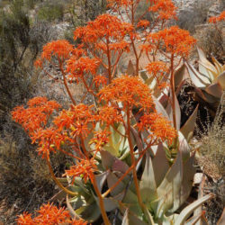Aloe komaggasensis (Komaggas Coral Aloe) aka Aloe striata subsp. komaggasensis